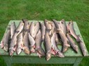 Résultat de la pêche du samedi 7 aout 2010